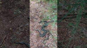 Спаривание змей Клубок ужей Днепр 29.05.2020