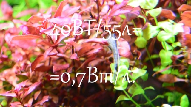 Расчет освещения в аквариуме. Подбор правильного освещения смотреть онлайн