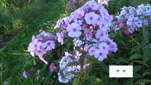 Флокс БРАЙТ АЙС | обзор, описание, цветение, отзыв. смотреть онлайн