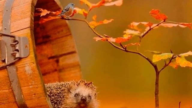 Здравствуй осень золотая! смотреть онлайн