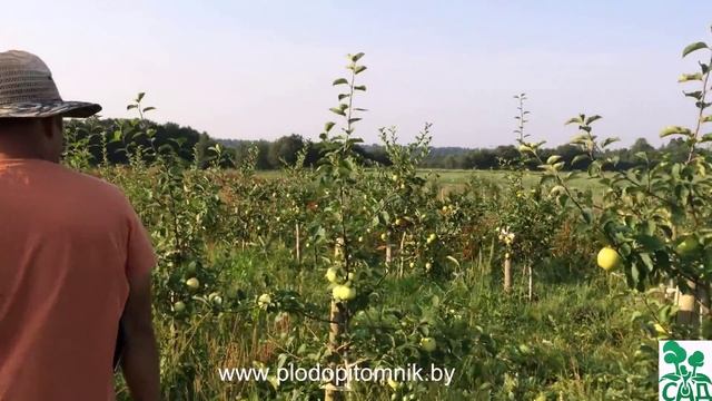 Ранние летние сорта яблонь, краткое описание, плодоношение в питомнике растений Сад.