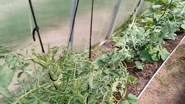 обрезка листьев у огурцов, уход за растениями в теплице смотреть онлайн
