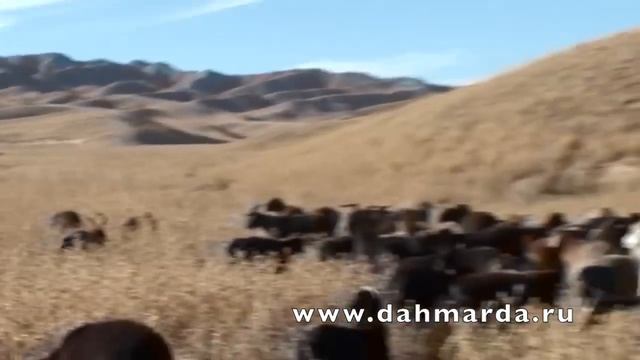 Какой должна быть гиссарская порода