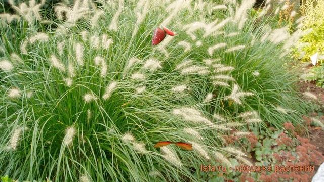 Пеннисетум обыкновенный (pennisetum-lisokhvostnyy) ? обзор: как сажать, саженцы пеннисетумы смотреть онлайн