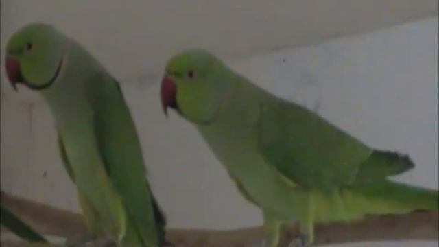 В гостях у друга- обзор,переделки, виды попугаев, Birds смотреть онлайн