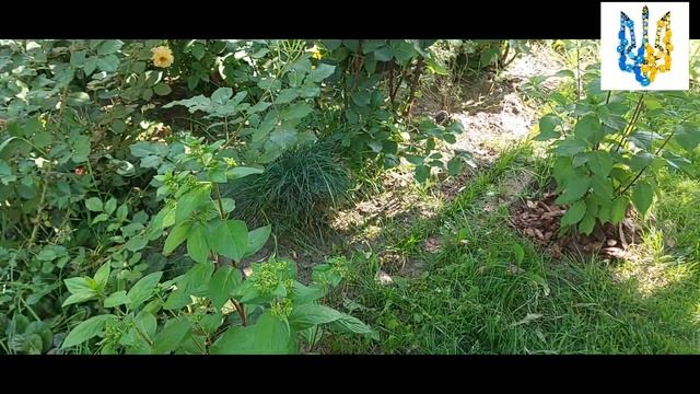 Как живется метельчатой гортензии в тени