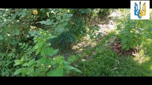 Как живется метельчатой гортензии в тени