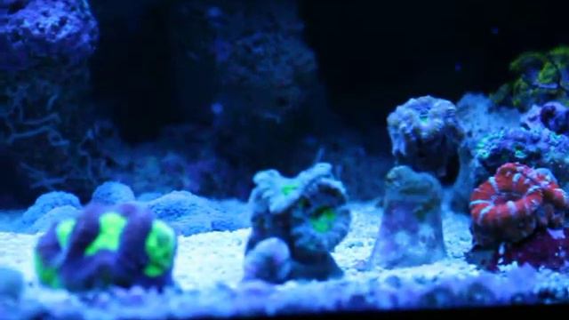 cerianthus elegance.MOV смотреть онлайн