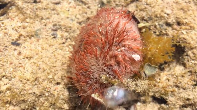 Иглоподушечеый морской еж! Ядовитый смотреть онлайн