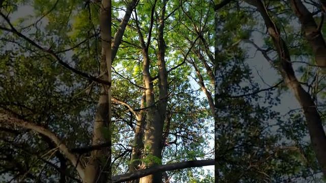 Акация с огромными шипами.Природа Закарпатья. смотреть онлайн