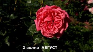 Роза Ромина новинка 2015 года со знаком ADR, безупречное здоровье и красота. Rose Romina.