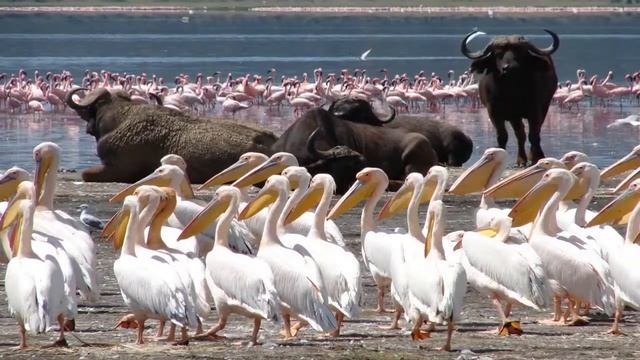 12 Best Tourist Attractions in Kenya Africa смотреть онлайн