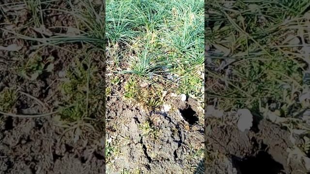 Выкопка,Посадка,Пересадка луковичных,крокус,шафран.Обзор конуса посадочного.Сажать цибулесаджалкой смотреть онлайн