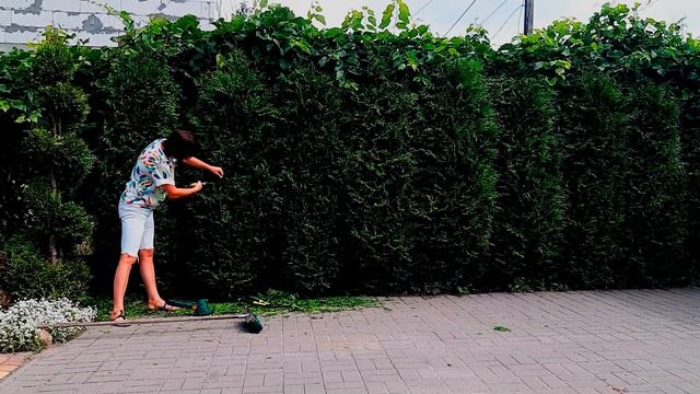 КОГДА СТРИЧЬ ЖИВУЮ ИЗГОРОДЬ. Для чего? смотреть онлайн