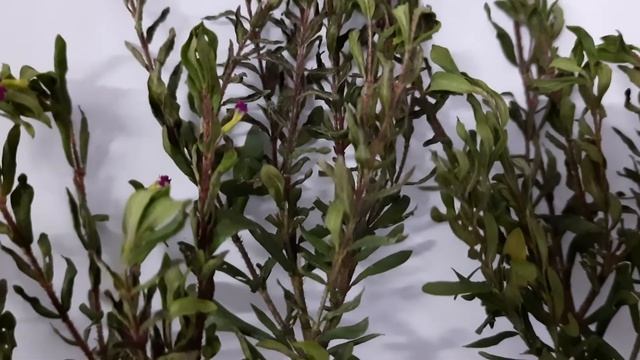False heather plant,Cuphea hyssopifolia, hedge plant,Like, Share,Subscribe and Comment. смотреть онлайн