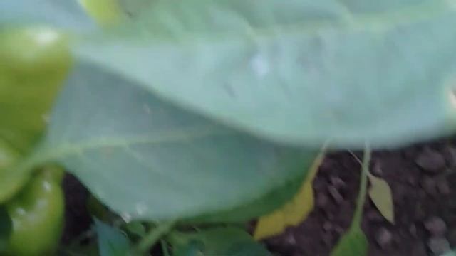 Очень удобный и простой способ выращивать перец на улице под укрывным. Хороший урожай перца. Обзор. смотреть онлайн