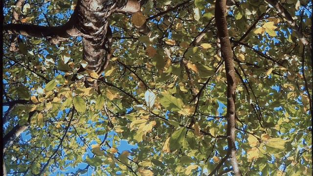 'Leaves and branches' ambient soundscape смотреть онлайн