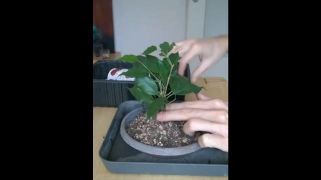 Potting my rooted Ficus Benjamina cuttings ("Combi") смотреть онлайн
