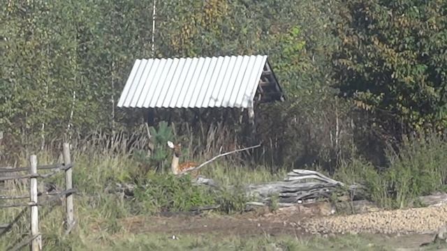 Brpclub.ru подкрался очень аккуратно!