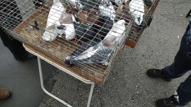 15.10.23 Птичий рынок г. Новосибирск часть /1 смотреть онлайн