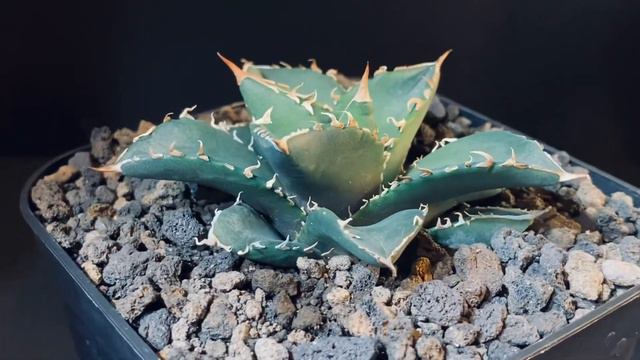 アガベ・チタノタ 海王（小株）-004｜agave titanota sea king смотреть онлайн