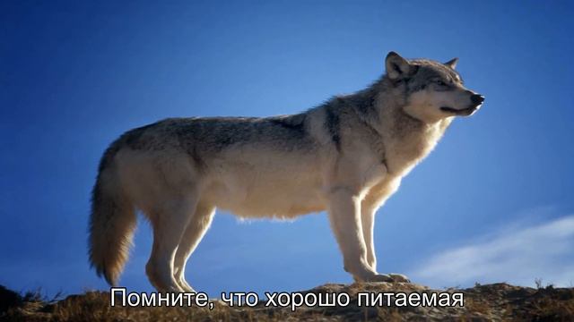 Прогулки с собакой зимой - советы по уходу и безопасности смотреть онлайн