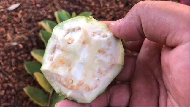 Growing WHITE GUAVA (seeds & cuttings) = Psidium Guajava (Part 1) смотреть онлайн