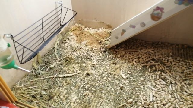 СВИНКИ ПРОВИНИЛИСЬ /БАНДИТЫ ПУШИСТЫЕ смотреть онлайн