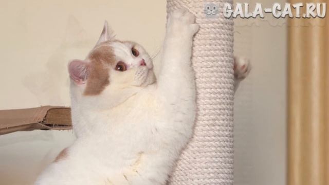 British cat Simba von Walder is 11 months old смотреть онлайн