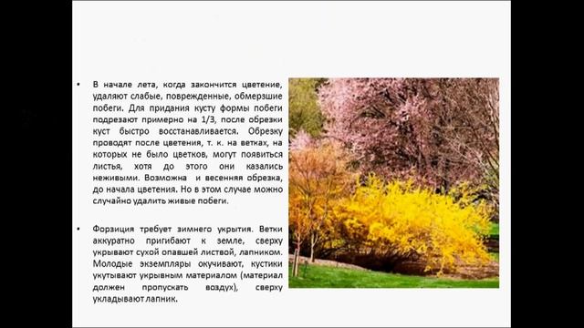 ФОРЗИЦИЯ смотреть онлайн