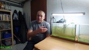 Дафния как собрать Эфипии и развести