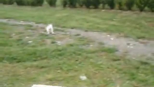 04 - WESTIE: LA 2^ WESTIE... LILLY смотреть онлайн