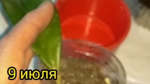 Хойя карноза размножение листом. Стоит ли тратить время? эксперимент