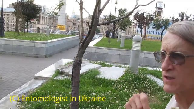 Шмели и Пчелы на Майдане в Киеве? Bees & Bumblebees in Kyiv, Ukraine смотреть онлайн