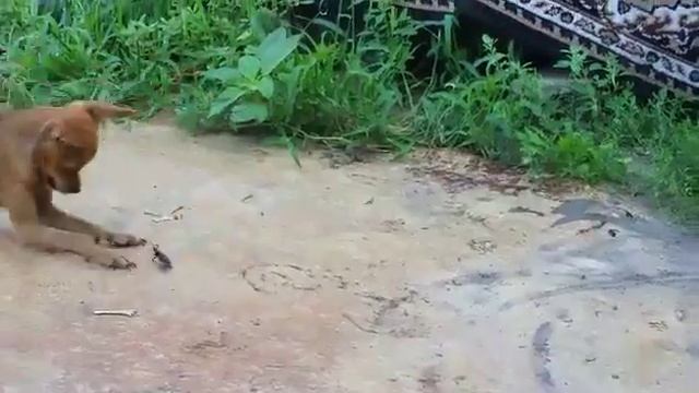 Максик в гневе смотреть онлайн