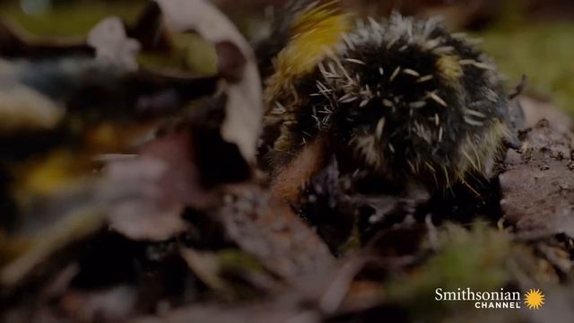 Baby Tenrecs Feast on a Buffet of Worms After a Storm смотреть онлайн