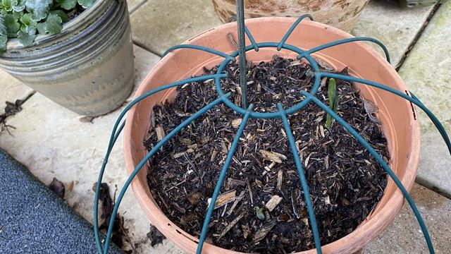 Vlog 239 - Цветущие растения для рокария и мой сад в январе смотреть онлайн