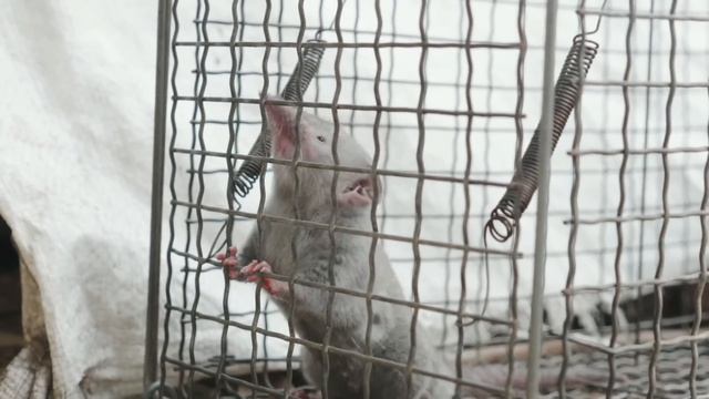 animal sounds kingdom animal shelter Some baby animal sounds domestic animals Look at this life смотреть онлайн