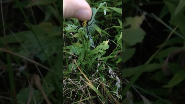 Petting Black & Yellow Garden Spider (Argiope aurantia) смотреть онлайн
