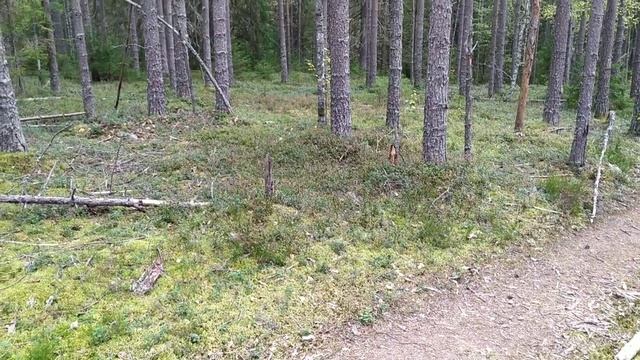 ГРИБНОЙ СЕЗОН. ВАЖИНЫ смотреть онлайн