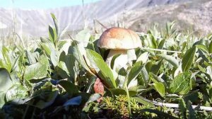 Природа Чукотки