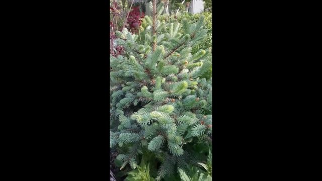 Ель Колючая Голубая #Shorts смотреть онлайн