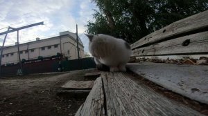 Кошачья мята для чего она нужна. Можно ли кошкам и котам? Обучение кошек (2019)