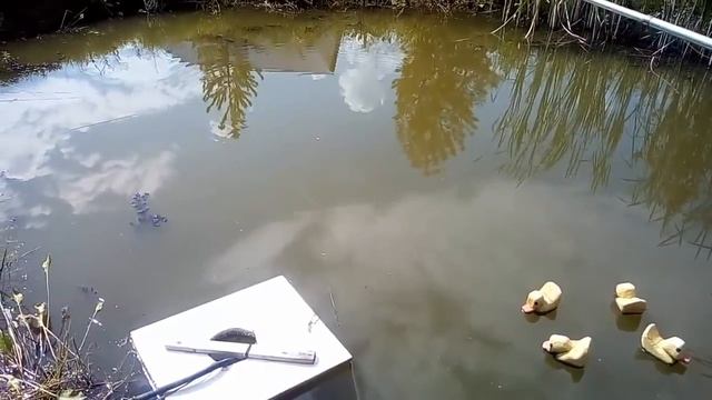 Карпы в огороде 5. смотреть онлайн