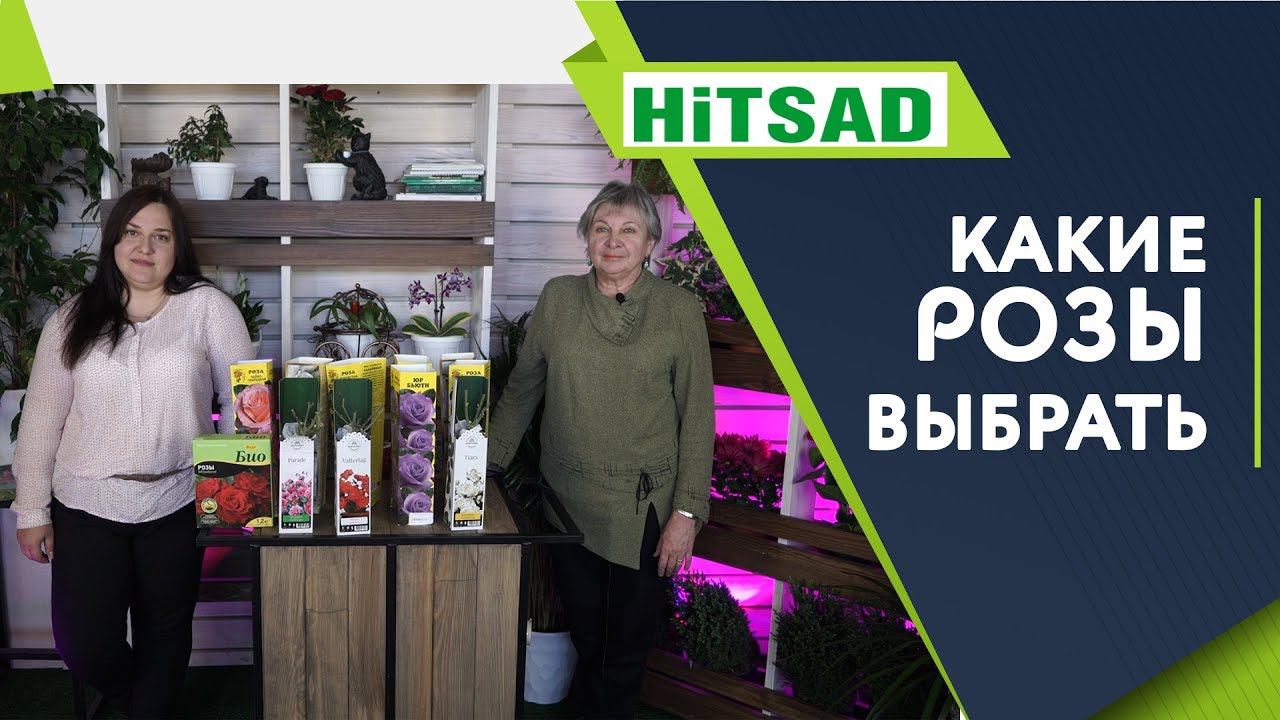 КАКИЕ РОЗЫ Выбрать ТОП Вопросы о Розах Советы от Хитсад ТВ виды роз смотреть онлайн