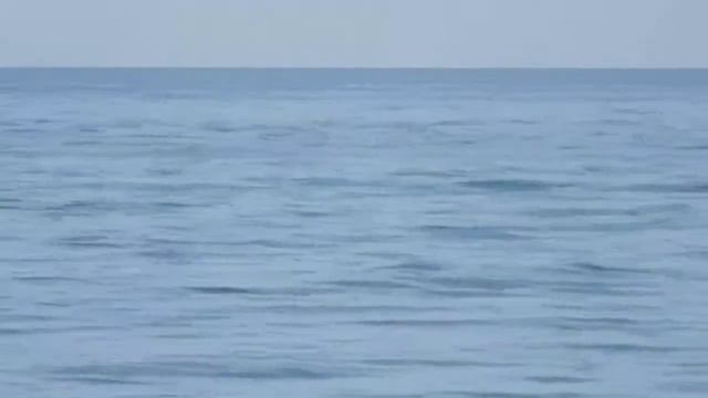 Дельфины в Чёрном море 2021 смотреть онлайн