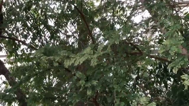 Биосфера-2. Экскурсия в одну из ошибок людей. смотреть онлайн