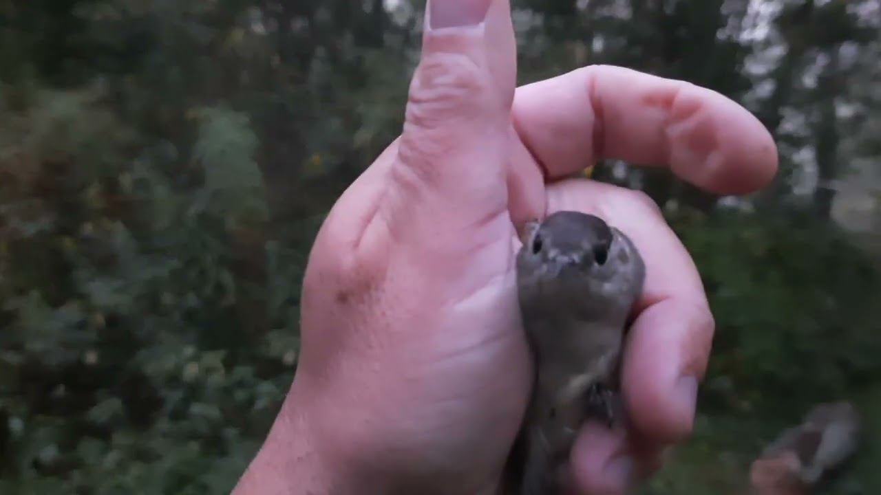 Ловля певчих птиц 28 августа 2022 года. смотреть онлайн