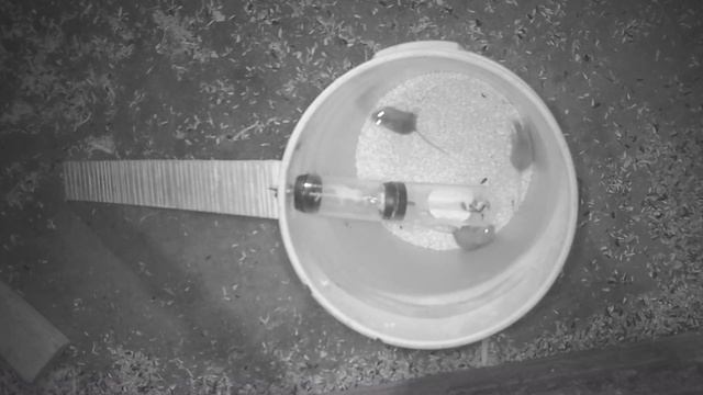 The EXECUTIONER - DEAD MOUSE INC. Mouse trap. Mousetrap Monday смотреть онлайн
