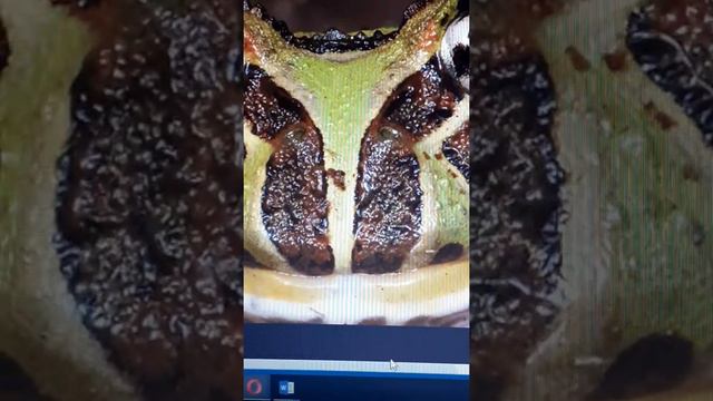 Лягушка рогатка теория. Как за ней првильно ухаживать. Загляни в описание)))